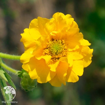 Фото Geum chiloense Goldball Гравилат чилийский Голдболл