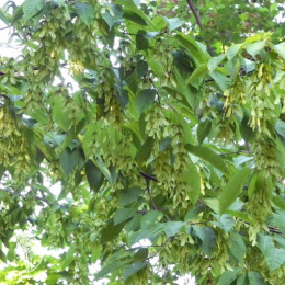 Клён граболистный