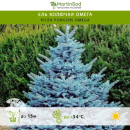 Ель колючая Омега в контейнере
