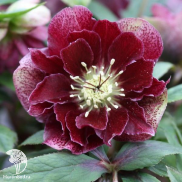 Фото Морозник восточный Дабл Эллен Флэш