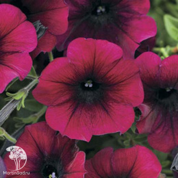 Петуния "Изи Вэйв" Бургунди Велюр F1 каскадно-ампельная