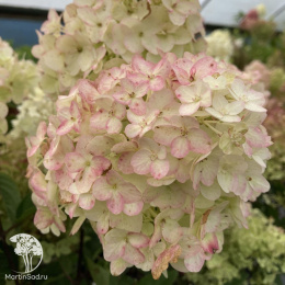 Гортензия метельчатая Ливинг Литтл Рози