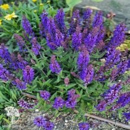 Salvia nemorosa Dark Matter Шалфей дубравный Дарк Маттер