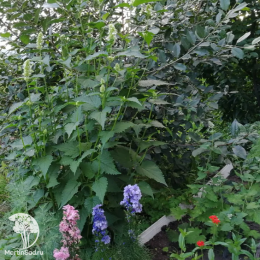 Мята мексиканская Морская симфония ---  Прян.