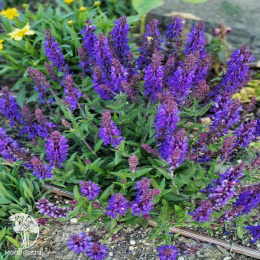 Salvia nemorosa Dark Matter Шалфей дубравный Дарк Маттер