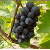 Виноград плодовый Левокумский фото 1 