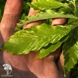 Дуб пильчатый Ишии на штамбе