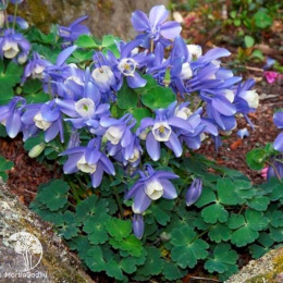 Aquilegia hybrida Spring Magic Blue & White Аквилегия гибридная Спринг Мэджик Блю энд Вайт