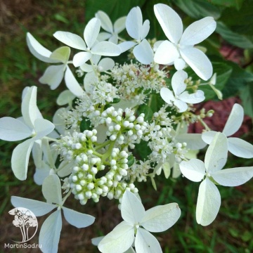 Фото Гортензия метельчатая Стар Роуз