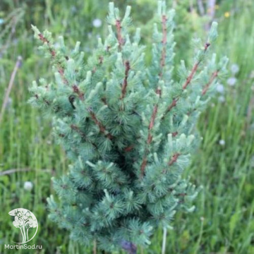 Фото Лиственница американская Американ Пай на штамбе