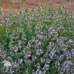 Тимьян Французский аромат