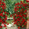 Роза плетистая красная (крупно-цветковая) фото 1 