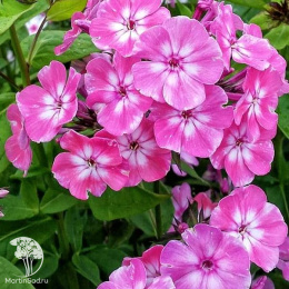 Флокс метельчатый Флейм Пинк Ай