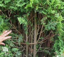 Фото Омолаживающая обрезка хвойного дерева