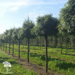 Гледичия трехколючковая Глобоза на штамбе