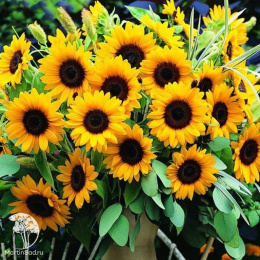 Подсолнечник однолетний декоративный Амалфи Голден F1