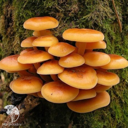 Мицелий Опёнок летний на древесной палочке