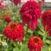 Echinacea purpurea Sweet Chili Эхинацея пурпурная Свит Чили фото 2 