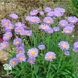 Астра альпийская Голубая