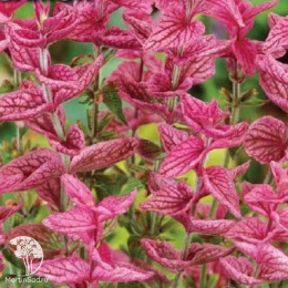 Сальвия Розовый замок (хорминовая, розовая)