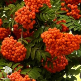 Рябина Бусинка