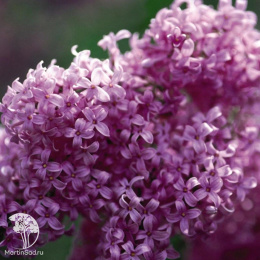 Сирень китайская