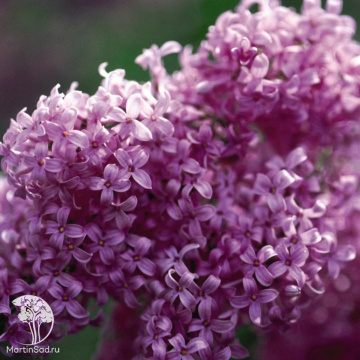 Фото Сирень китайская