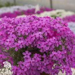 Флокс шиловидный Спринг Дарк Пинк