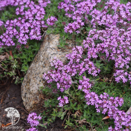 Тимьян сизый Дорфлера