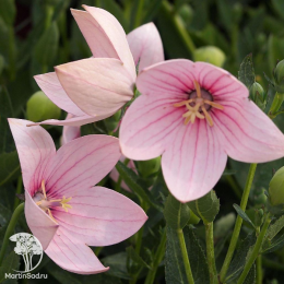 Платикодон крупноцветковый (Ширококольчик) розовый