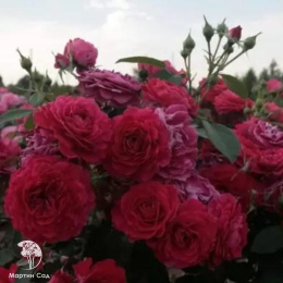 Роза флорибунда Домэн дэ Сэн Жан де Борегар