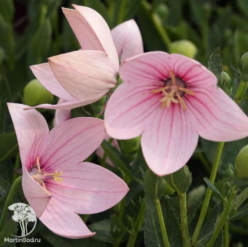 Фото Платикодон крупноцветковый (Ширококольчик) розовый