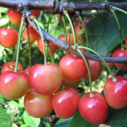 Черешня Орловская розовая