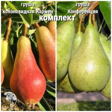 Фото Груша Кармен + опылитель Груша Конференция