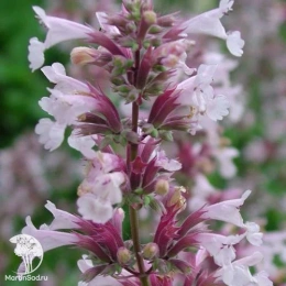 Котовник крупноцветковый Даун ту Даск