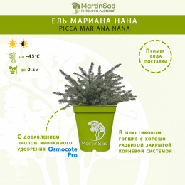 Ель Мариана Нана