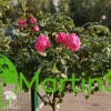 Роза флорибунда Берлебург на штамбе фото 1 