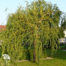 Ива матсуды Пендула