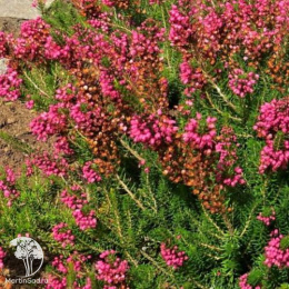 Эрика блуждающая Бирч Глоу