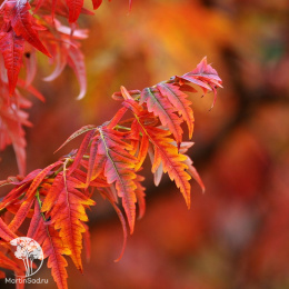 Сумах гладкий Лациниата