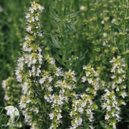 Иссоп лекарственный Нектар Уайт