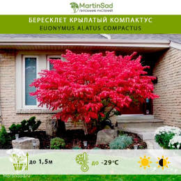 Бересклет крылатый Компактус