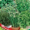 Набор семян Средиземноморские травы 6 пакетов (б/п) Н20 фото 1 