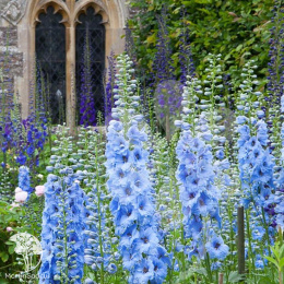 Дельфиниум высокий Мэджик Фонтэйнс Скай Блю Вайт Би (Семена Профи)