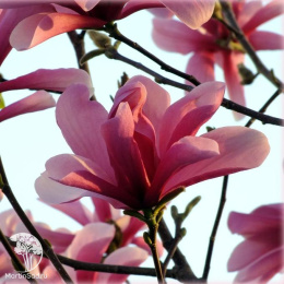  Магнолия Дзен