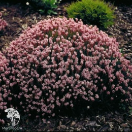 Брукенталия остролистная (шиловидная) Руди