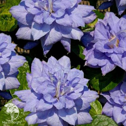 Клематис махровый Мазуры Кратер Лейк