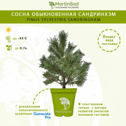 Сосна обыкновенная Сандринхэм
