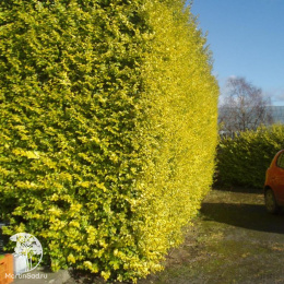 Бирючина обыкновенная Ауреум