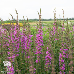 Дербенник прутовидный Дропмор Пёрпл